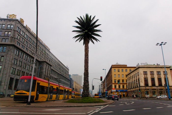 Le palmier sur le rond-point de Gaulle
