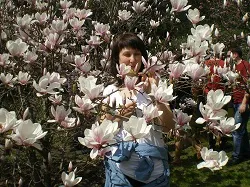 Kwitnie magnolia w Warszawie