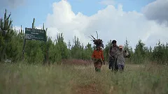 Plantacja drzew w Mozambiku