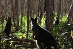 Australia