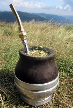 Yerba mate